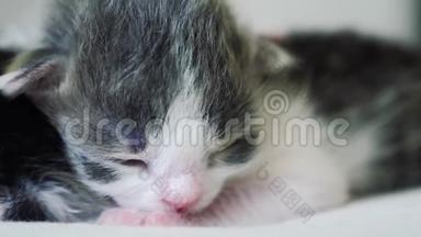 <strong>搞笑视频</strong>两只可爱的新生小猫在床上集体睡觉.. 宠物概念宠物概念。 生活方式小猫斑猫